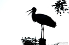 Weissstorch