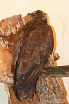 Verletzter und geschwächter Mäusebussard