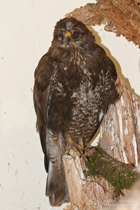 Verletzter und geschwächter Mäusebussard