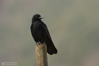Rabenkrähe