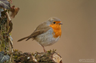 Rotkehlchen