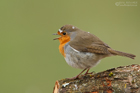 Rotkehlchen