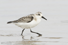 Sanderling