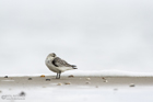 Sanderling