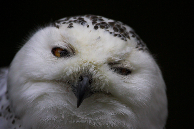 Schneeeule