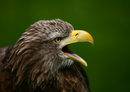 Seeadler