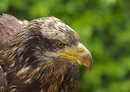 Seeadler