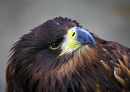 junger Seeadler