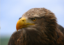 Seeadler