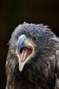 Junger Weisskopfseeadler