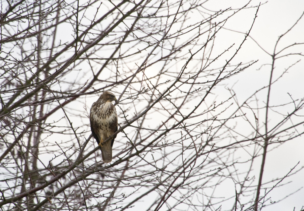 Bussard
