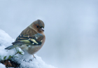 Buchfink im Schnee