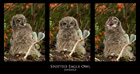 Spotted Eagle Owl