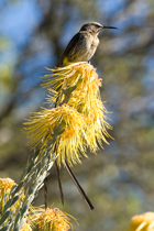 Cape Sugarbird