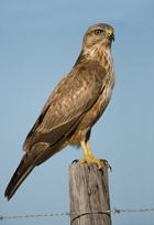 Steppe Buzzard