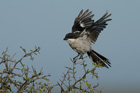 Fiscal shrike