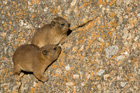 Hyrax