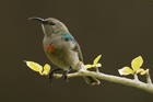 Sunbird
