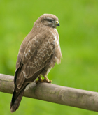 Bussard