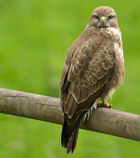 Bussard