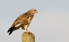 Bussard