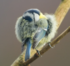 Schlafende Blaumeise