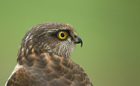 Eurasian Sparrowhawk (Accipiter nisus)