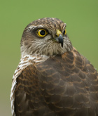 Eurasian Sparrowhawk (Accipiter nisus)