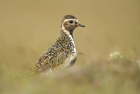 Goldregenpfeifer