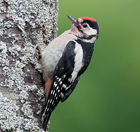 Junger Buntspecht