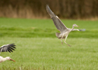 Reiher und Storch