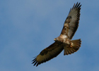 Bussard