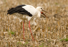 Storch mit Wurm