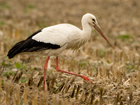 Storch