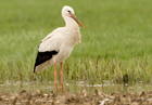 Storch