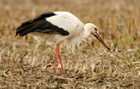 Storch mit Wurm
