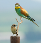 Bienenfresser und Schwarzkehlchen