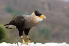 Caracara