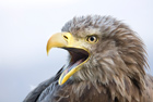 Seeadler