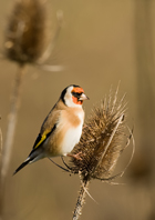 Stieglitz im Sonnenschein