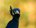 Blauer Pfau