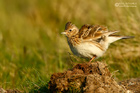 Feldlerche
