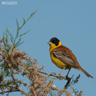 Black headed Bunting