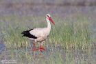 White Stork