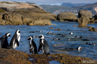 Pinguin Beach