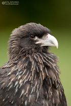 Falkland Caracara