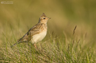 Feldlerche