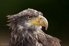 Weisskopfseeadler