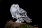 Schneeeule
