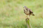 Bussard